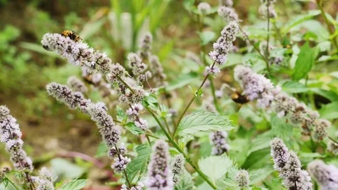 Hoverflies feeding on mint flowers Stock Footage 79279769