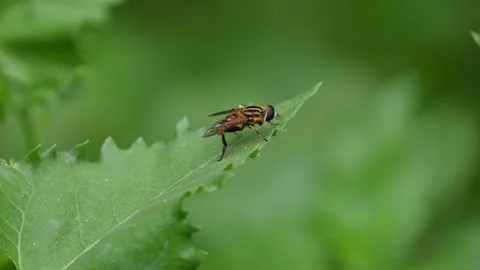 Hoverflies on green leaf. Stock Footage 313441787