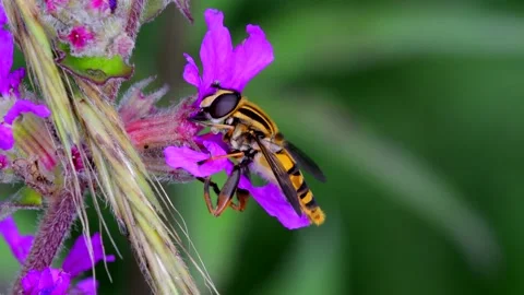 Hoverflies - Hoverfly on the flowers Stock-Footage 159494105