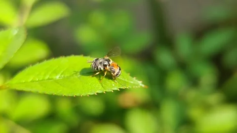 Hoverflies On The Leaf Stock Footage 249912375