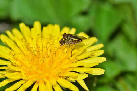 Hoverflies mating on Dandelion flower. Foto stock
