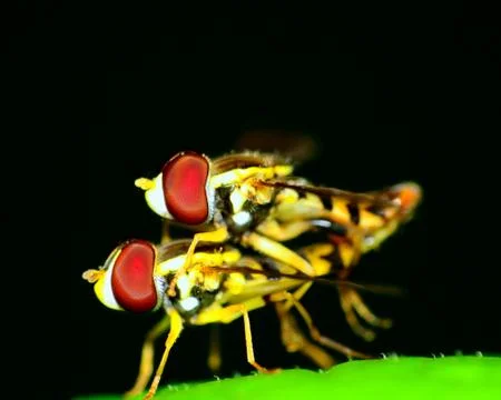 Hoverflies mating Stock Photos