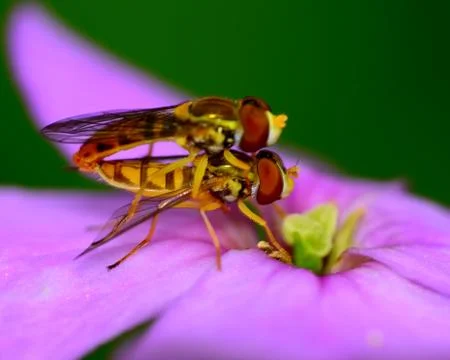 Hoverflies Stock Photos