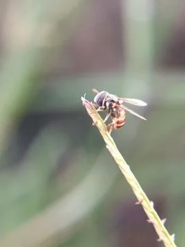 Hoverflies Stock Photos