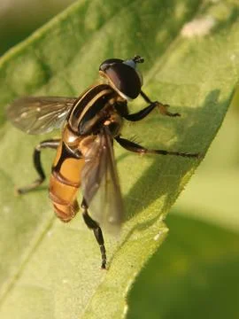 Hoverflies Stock Photos