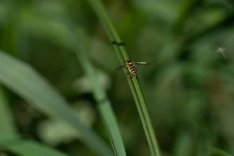 Hoverflies Фото