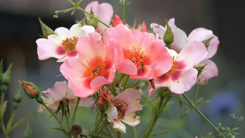 Hoverflies pollinate a red rose Stock Footage 116198751