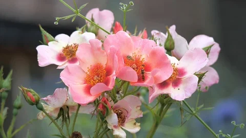 Hoverflies on a red rose Stock Footage 116198916