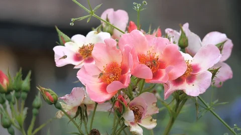 Hoverflies on a red rose Stock Footage 116199132