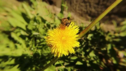 Hoverflies sip nectar from a dandelion flower. Hoverfly, Drone fly. Not bees Stock Footage 162744644