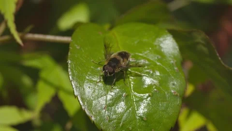 HOVERFLY ALIGHTING FROM LEAF SLOW-MO 2K Stock Footage 130459913