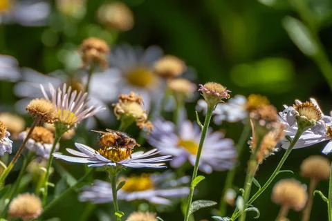 Hoverfly Among Purple Fleabane Blossoms Stock Photos