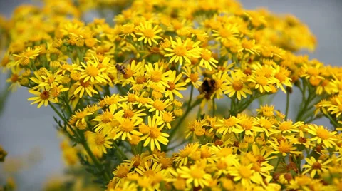 Hoverfly and bee collecting nectar from yellow ragwort flowers. Stock Footage 27539505