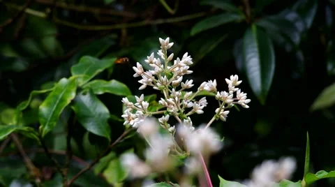 Hoverfly and wild flowers Stock Footage 58090513