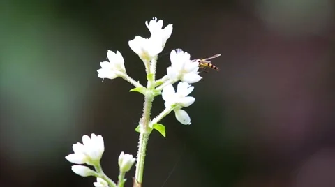 Hoverfly and wild flowers Stock Footage 58090662