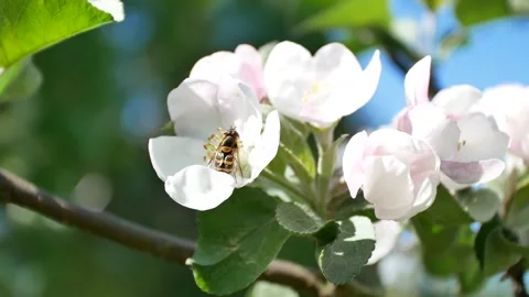 Hoverfly on apple tree flower Stock Footage 156783566