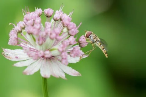 Hoverfly on astrantia flower Stock Photos