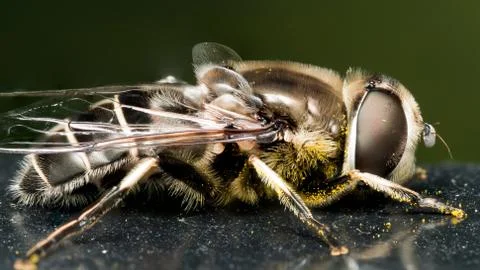 Hoverfly on black paint with pollen Stock Photos