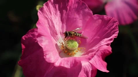 Hoverfly in a bloom of common poppy flower Stock Footage 250238357