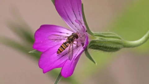 Hoverfly on a Blossom Stock Footage 313523419