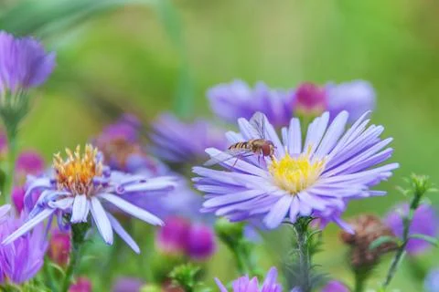 Hoverfly on a blue flowe Stock Photos