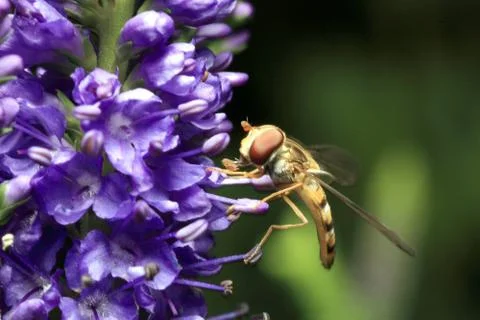Hoverfly on blue flower Stock Photos