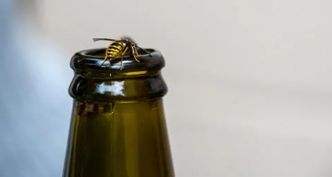 Hoverfly on bottle Stock Photos
