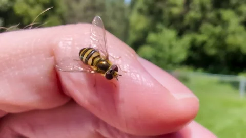 Hoverfly Bug on Finger Video stock 306411721