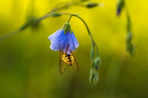 Hoverfly Campanula Bellflower Macro Yellow Bokeh Stock Photos