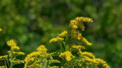 A hoverfly on Canadian goldenrod Stock Footage 323444444