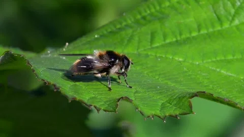 Hoverfly - Cheilosia illustrata Stock-Footage 138542006