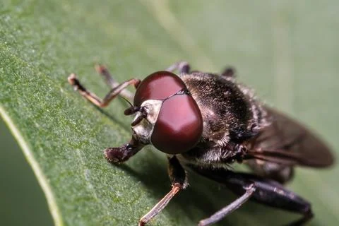 Hoverfly Cheilosia Resting on Green Leaf Macro Insect Stock Photos