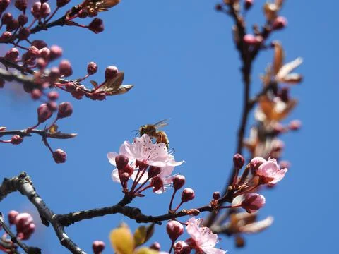 Hoverfly on cherry blossom Stock Photos