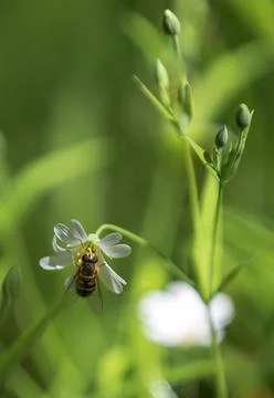 Hoverfly on a chickweed flower Stock Photos