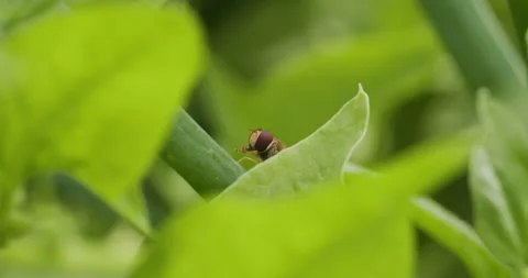 Hoverfly cleaning itself Stock Footage 279251309