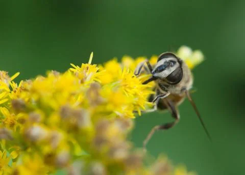 Hoverfly close up Stock Photos
