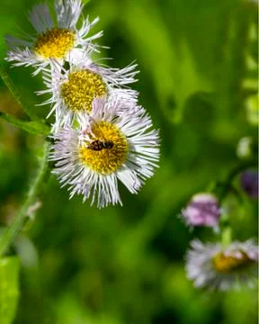 Hoverfly Close-up on Wildflower Stock Photos