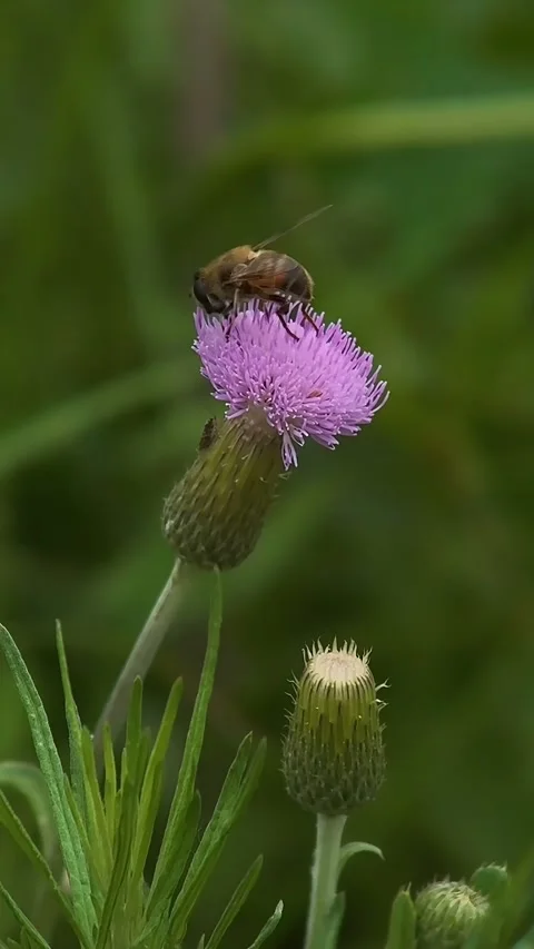 Hoverfly Collecting Nectar from a Bright Purple Thistle Flower in Nature, China Stock Footage 338208682