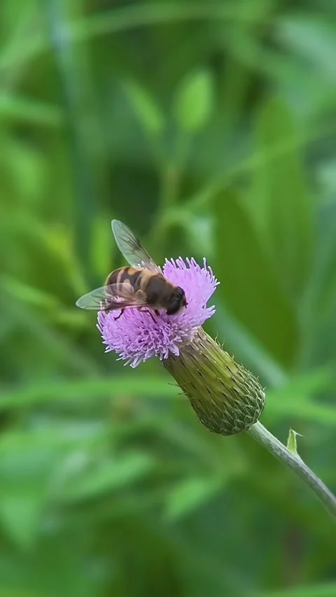 Hoverfly Collecting Nectar from a Bright Purple Wildflower in China Stock Footage 338208750