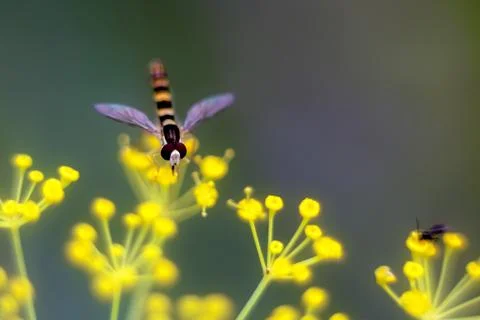 Hoverfly collecting nectar on bright yellow dill flowers Stock Photos