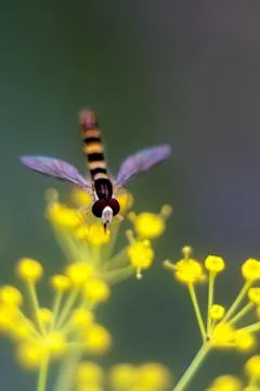 Hoverfly collecting nectar on bright yellow dill flowers. Soft focus, blur, b Stock Photos