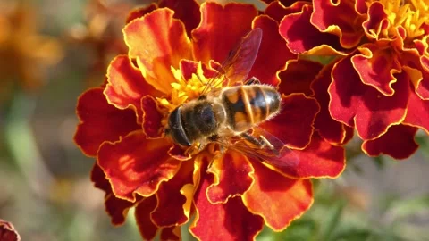 Hoverfly collecting nectar on red marigold Tagetes flower and taking off 스톡 동영상 343556954