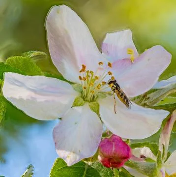 Hoverfly collecting nectar on white apple blossom Stock Photos