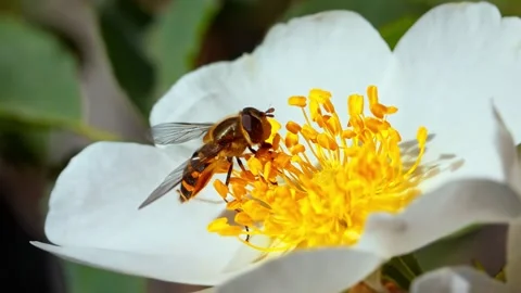 Hoverfly collecting nectar from white flower petals Stock Footage 340780877