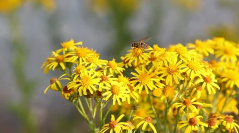 Hoverfly collecting nectar from yellow ragwort flowers then flying away. Stock Footage 27538740