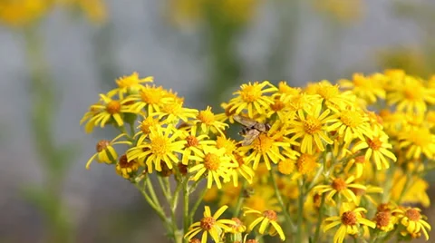 Hoverfly collecting nectar from yellow ragwort flowers then flying away. Stock Footage 27538821