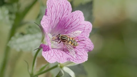 Hoverfly collecting nector on a Geranium, England, UK Stock-Footage 310548343