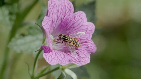 Hoverfly collecting nector on a Geranium, England, UK Video stock 310558280