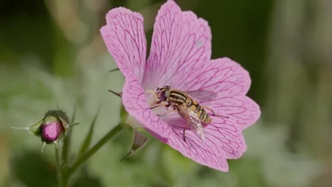 Hoverfly collecting nector on a Geranium, England, UK Stock Footage 310558349