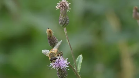 Hoverfly Collecting Pollen on Purple Thistle Flower in Austria Video stock 341587480